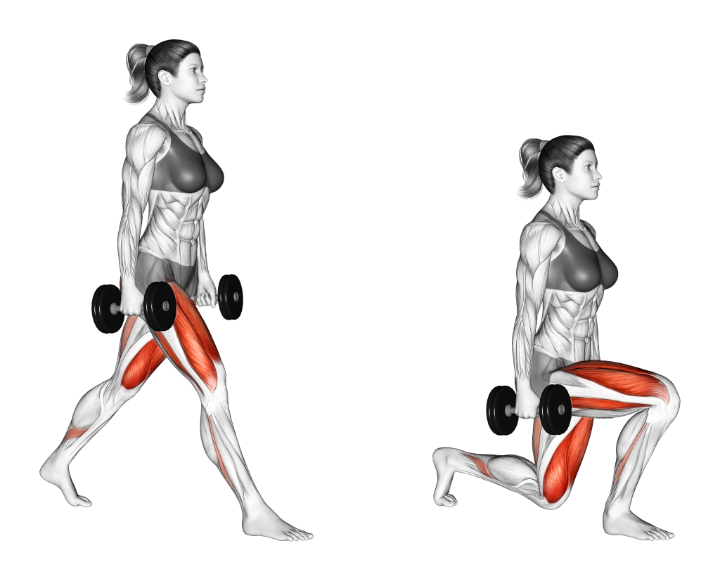 dumbbell split squat muscles
