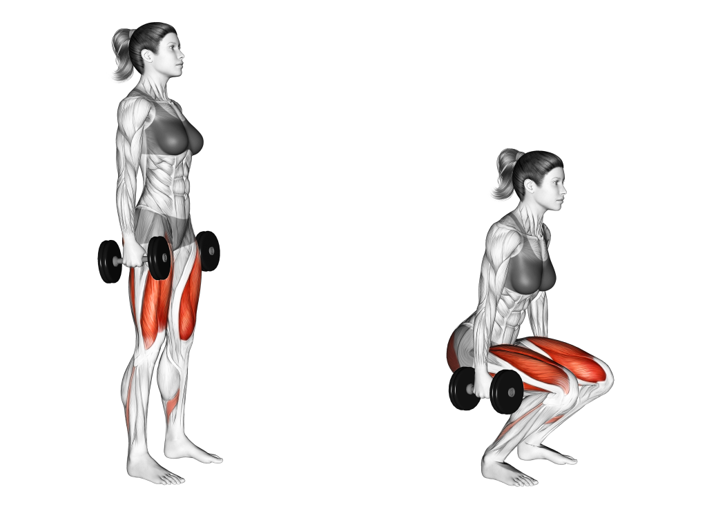 dumbbell squat muscles
