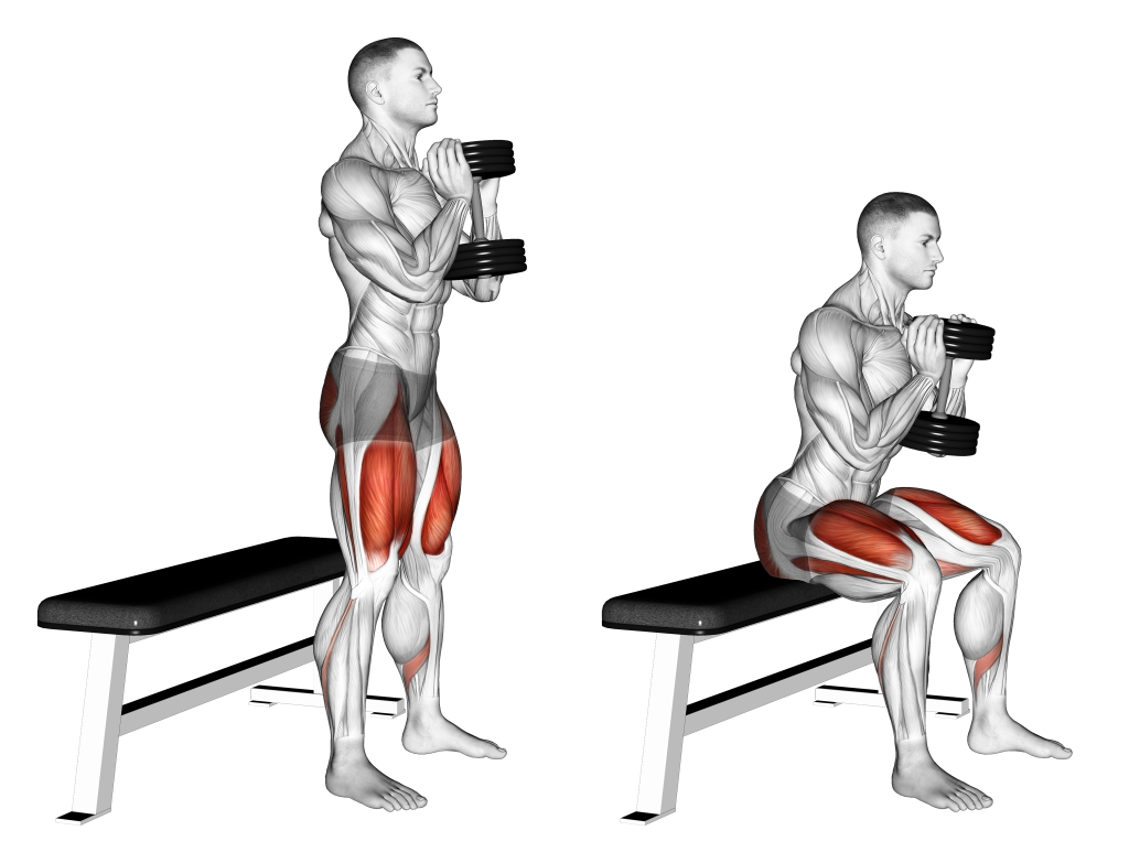 goblet box squat muscles