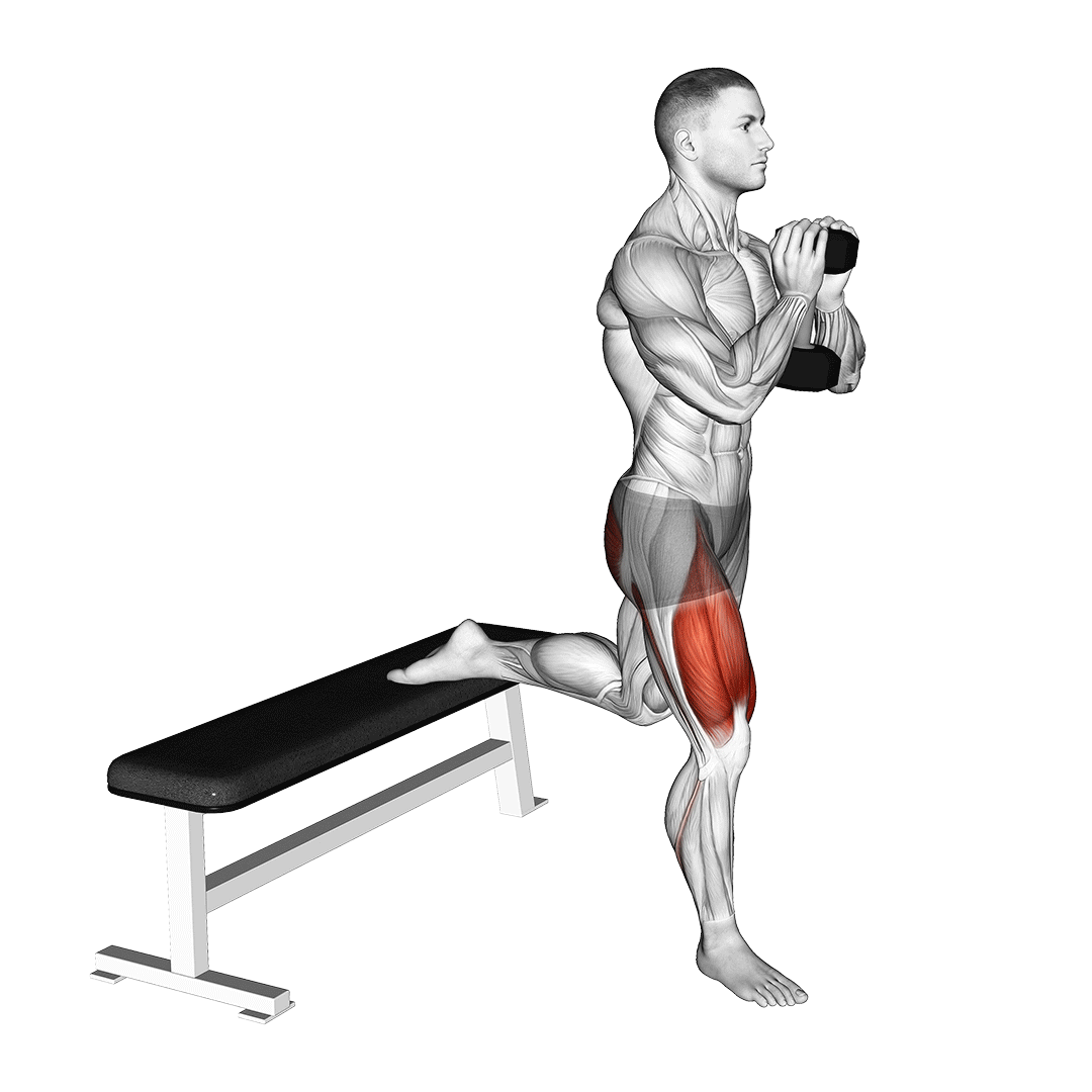 goblet bulgarian split squat muscles