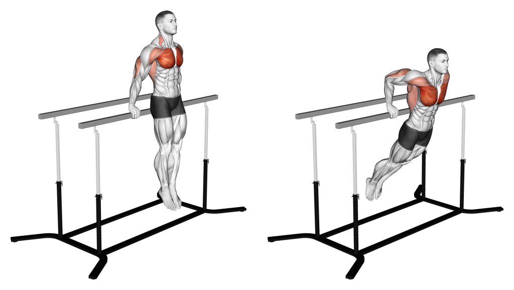 korean dips muscles