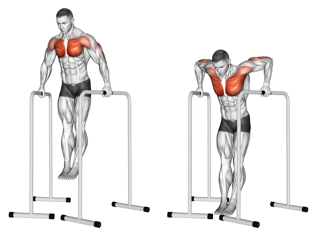 parallel bar dips muscles