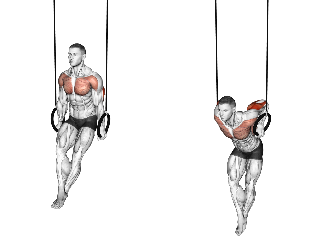 ring dips muscles