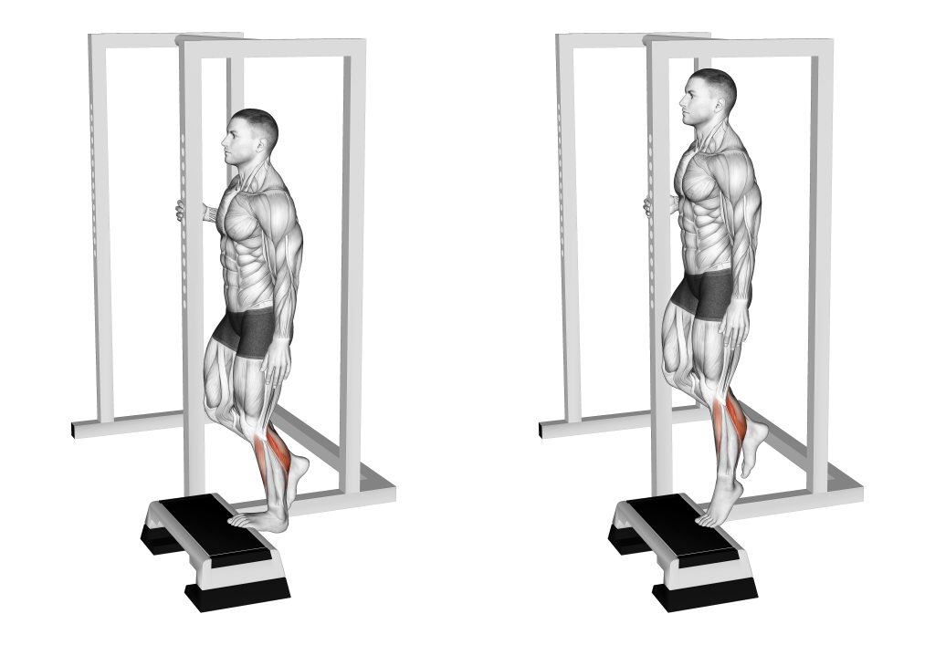 single leg calf raise muscles