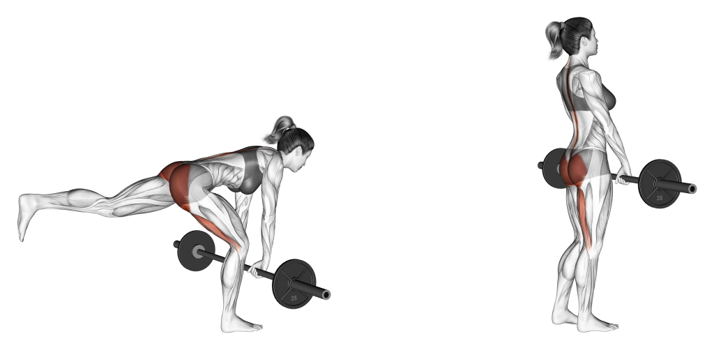single leg deadlift muscles