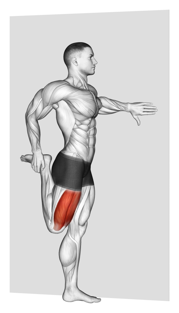 standing quad stretch muscles