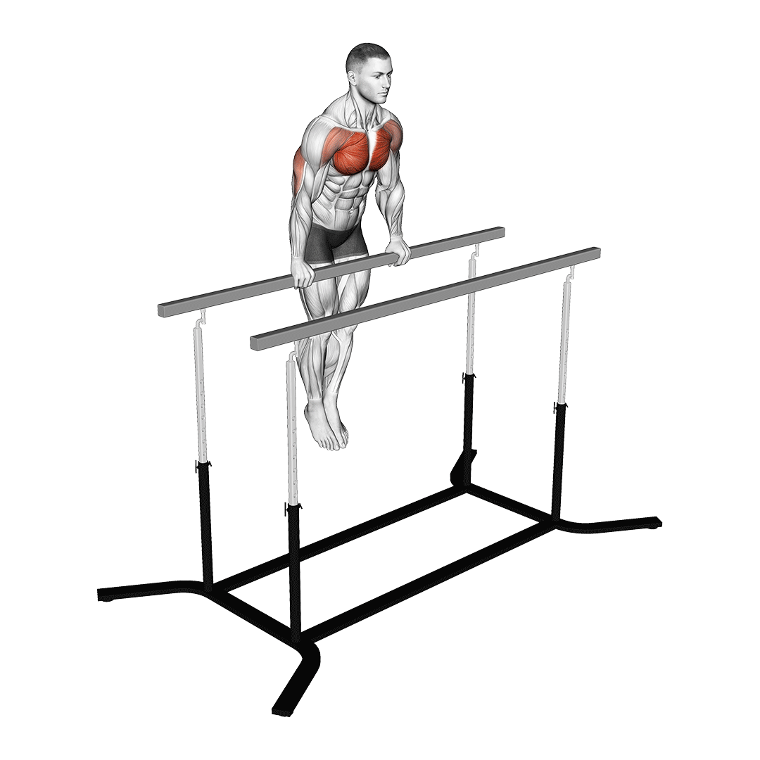 straight bar dips muscles