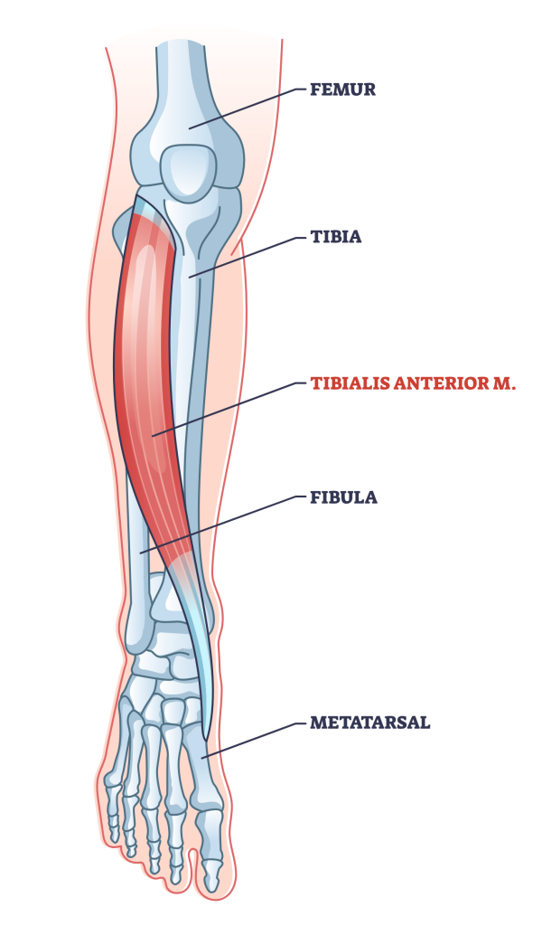 tibialis anterior