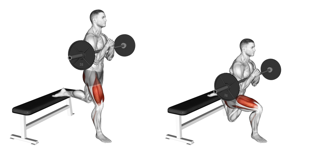 zercher bulgarian split squat muscles