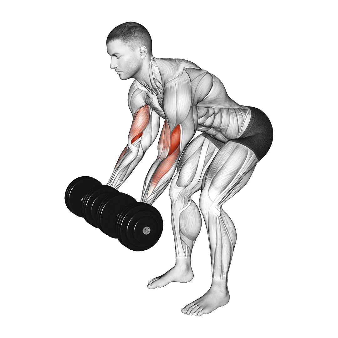 dumbbell bent over curl
