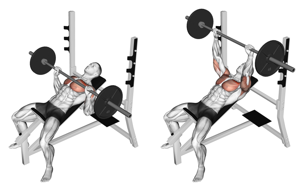 incline barbell bench press muscles