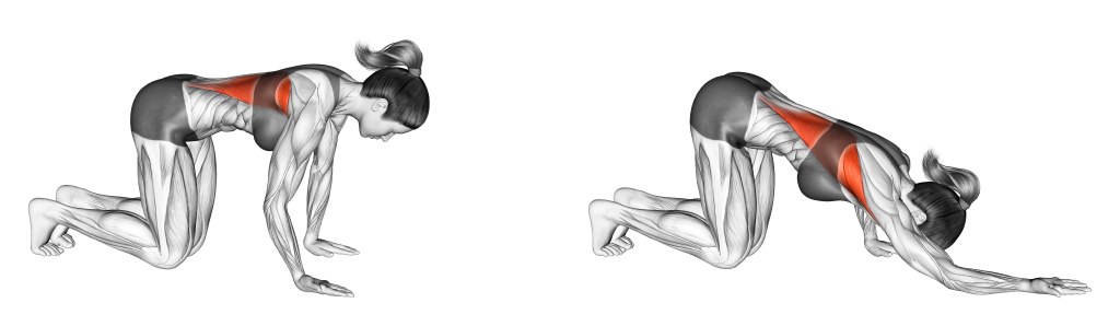 kneeling lat stretch benefits
