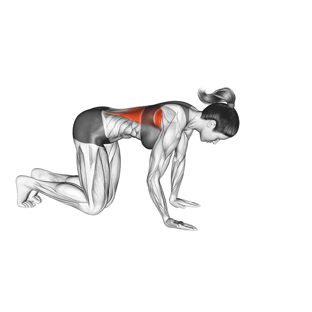 kneeling lat stretch