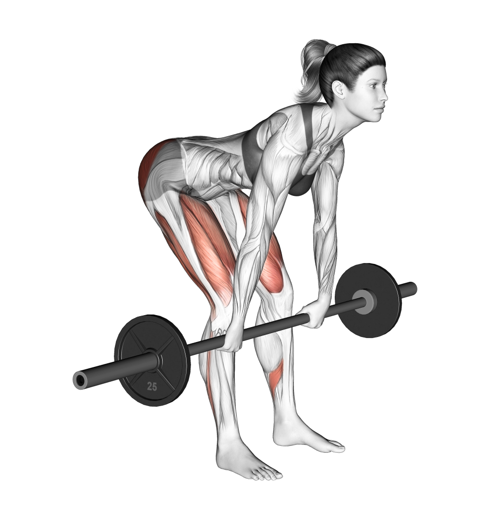barbell romanian deadlift starting position