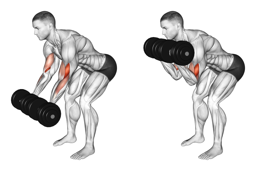 bent over curl muscles