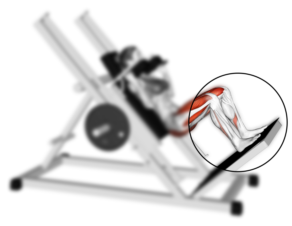hack squat knees and ankles