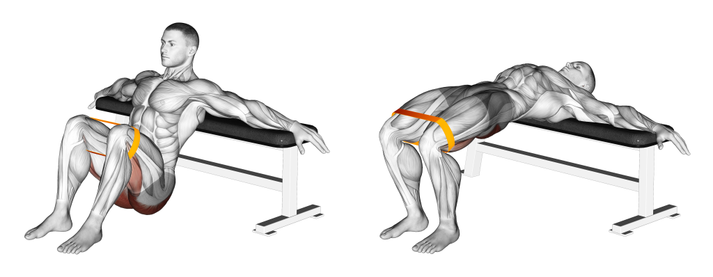 resistance band hip thrust muscles