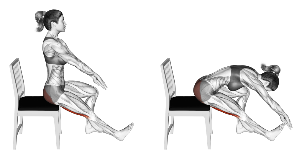 seated hamstring stretch muscles