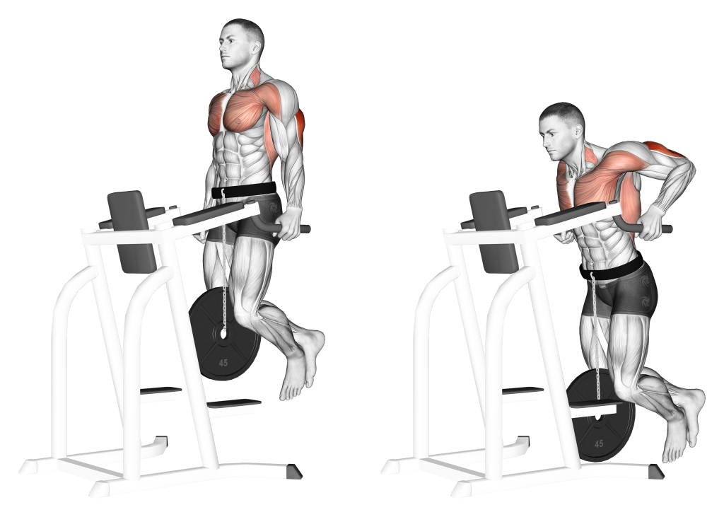 weighted dip muscles