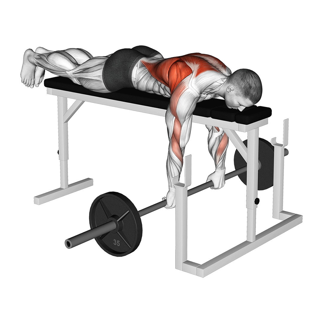 barbell seal row