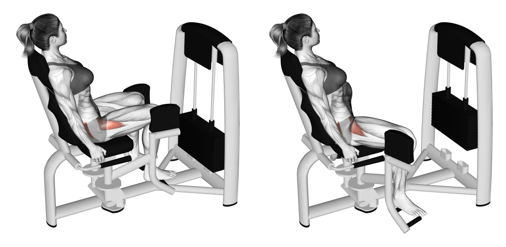 hip abduction machine muscles