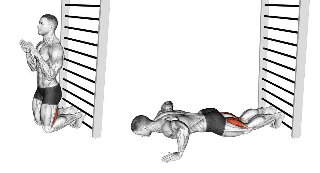 nordic hamstring curl muscles