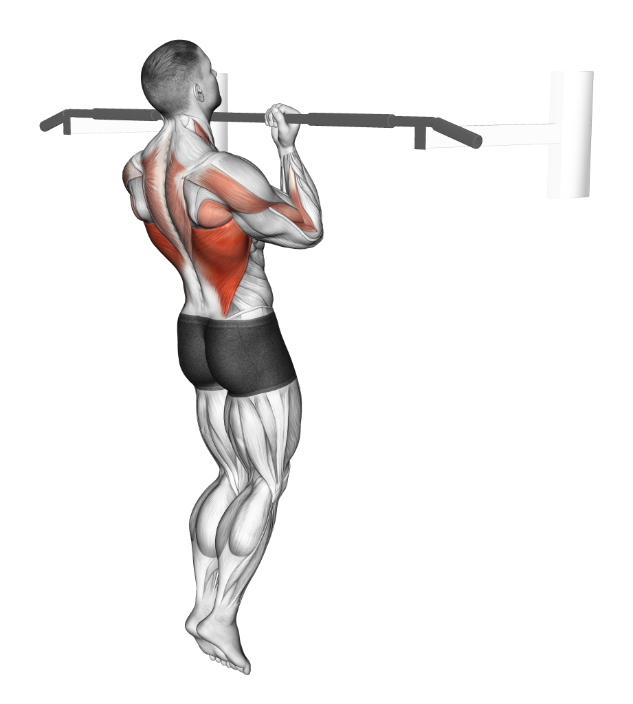 chin up upper half of movement