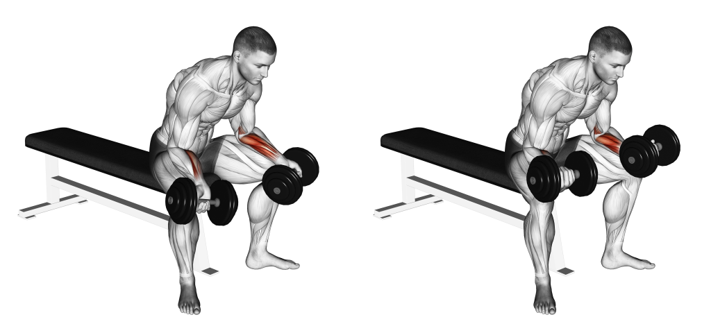 dumbbell wrist curl muscles