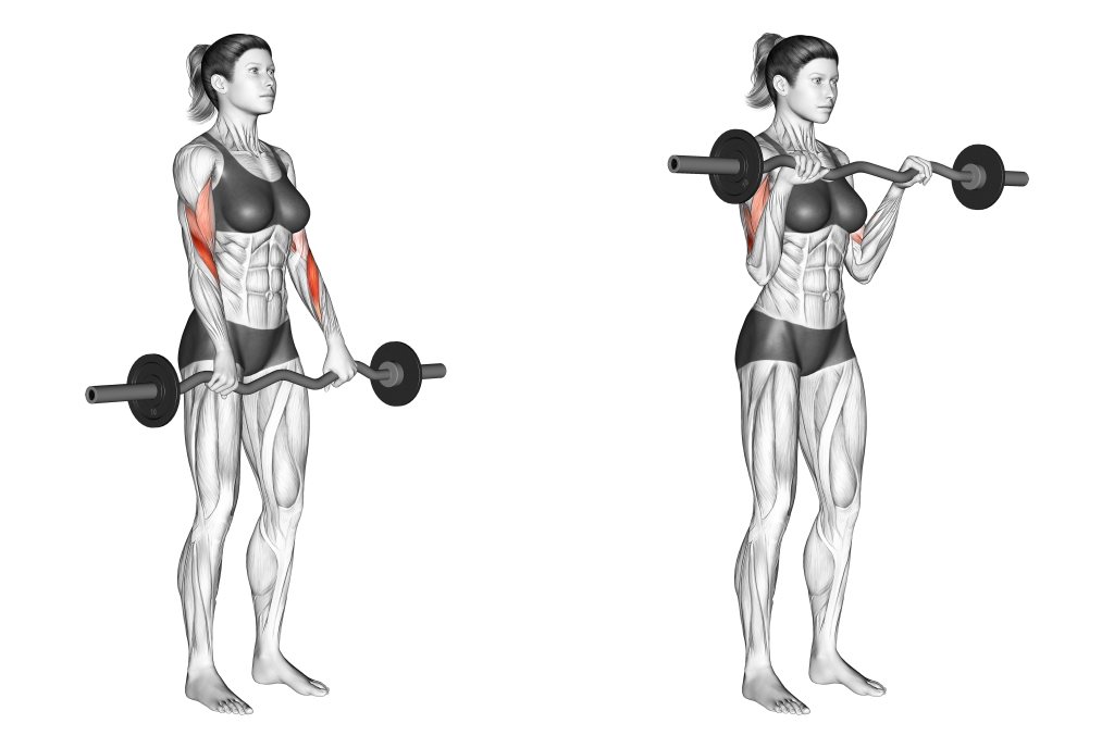 ez bar reverse grip curl muscles