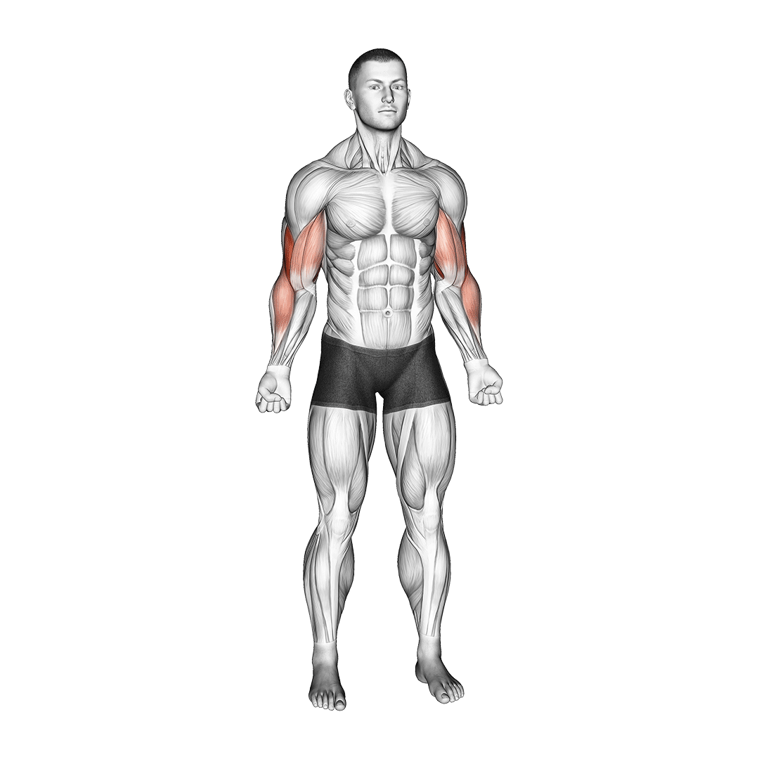 bodyweight bicep curl