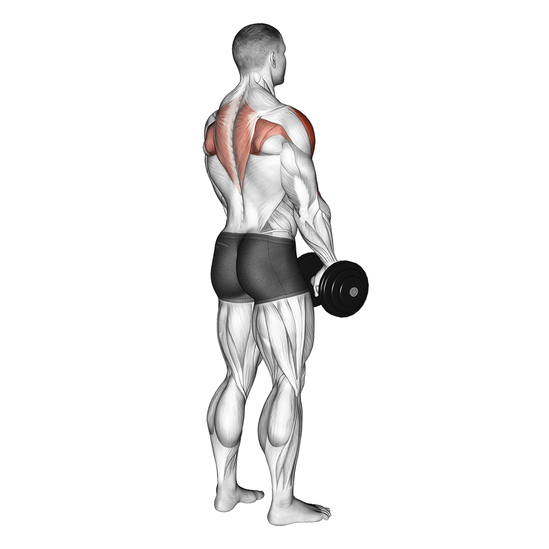 dumbbell upright row