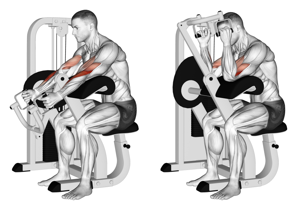 lever hammer curl machine muscles