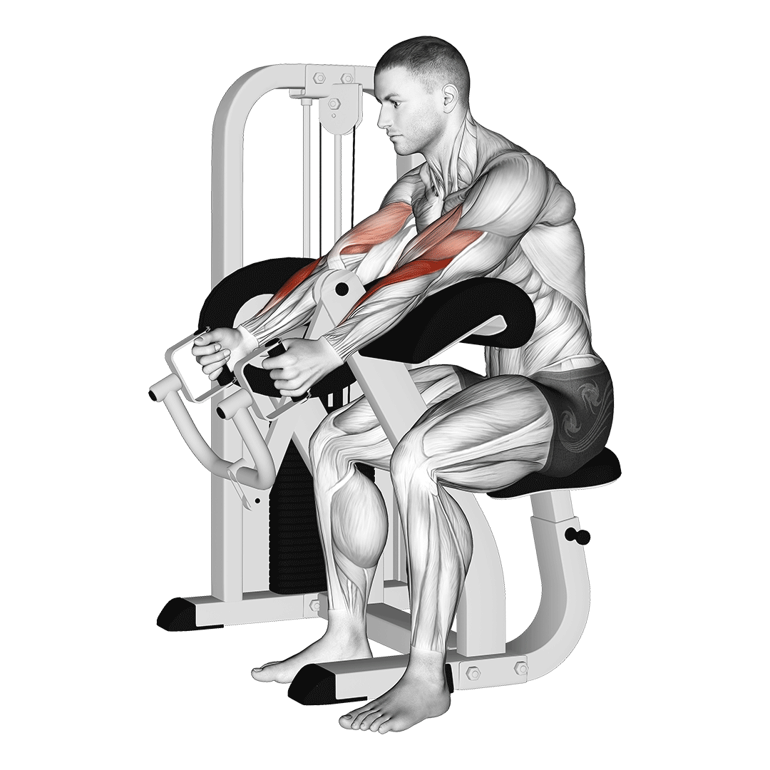 lever hammer curl machine