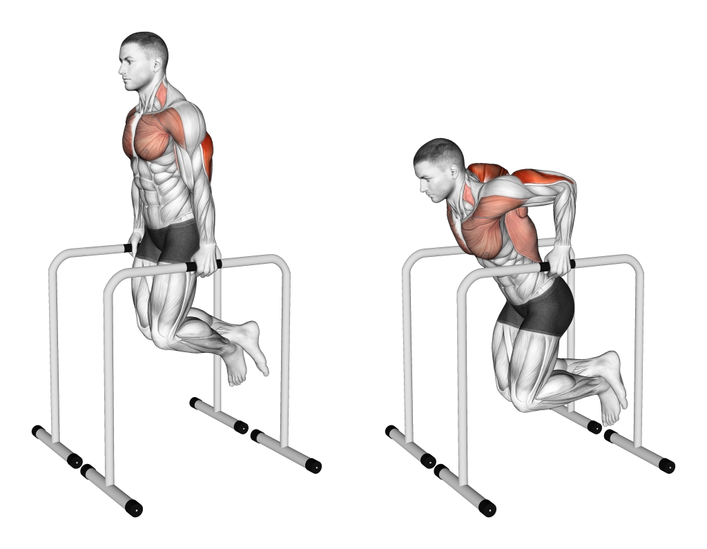parallel bar tricep dips muscles worked