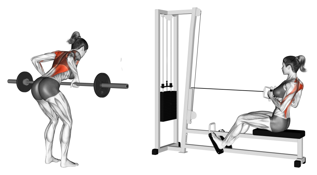 seated row and bent over row muscles