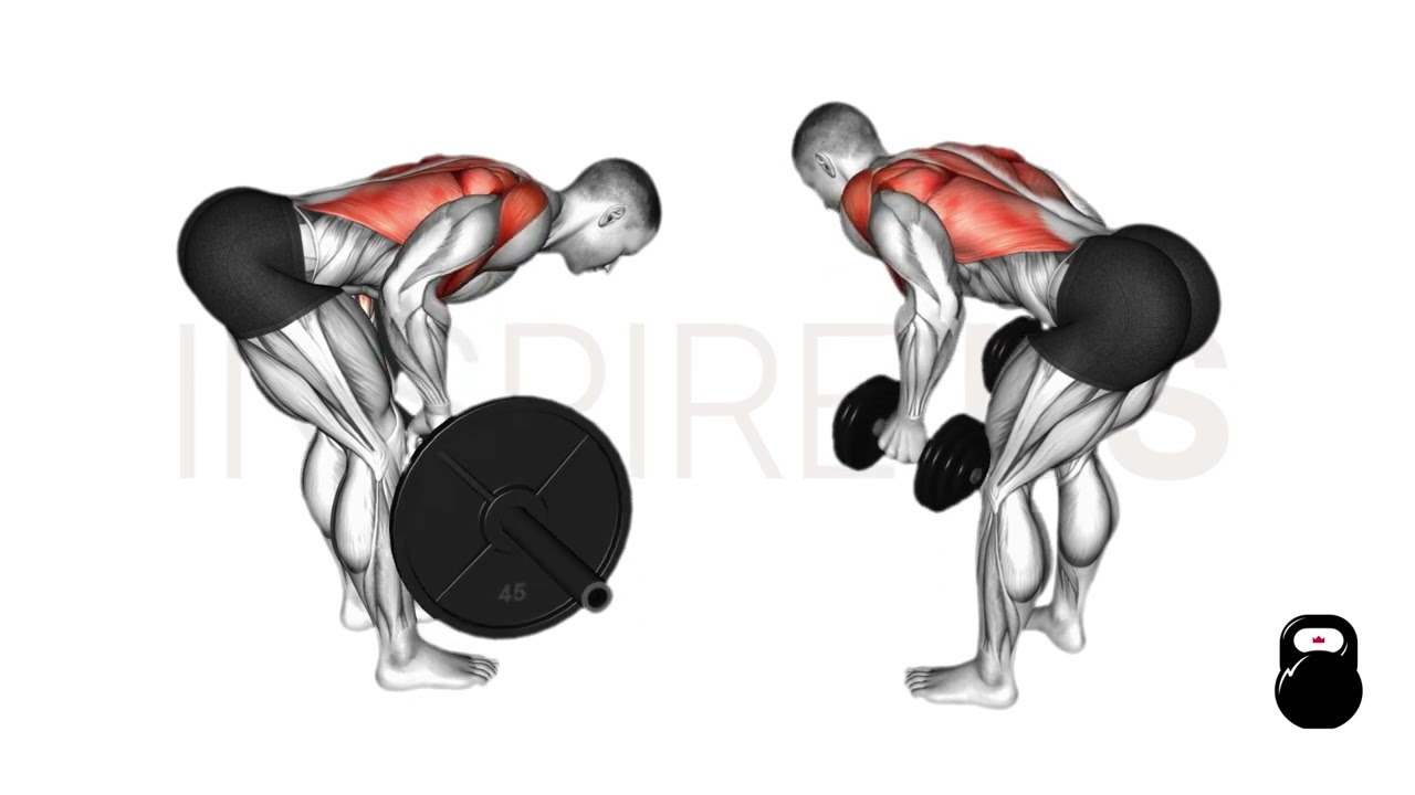 Barbell Row vs Dumbbell Row