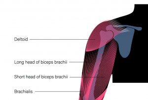 Long Bicep vs Short Bicep: Genetics Explained - Inspire US