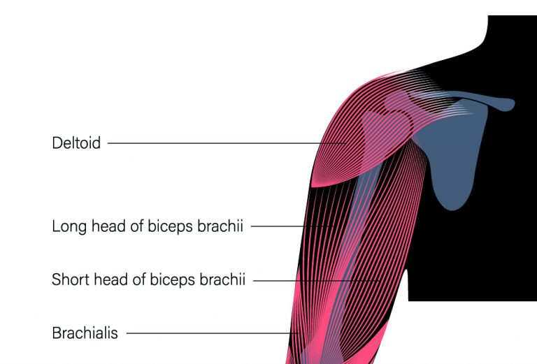 Long Bicep vs Short Bicep Explained Inspire US