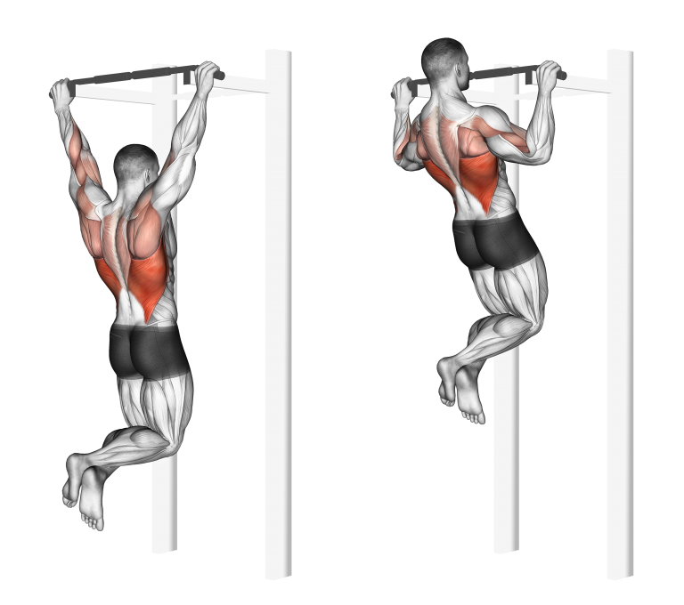 4 Best Pull Up Variations For Back Musculature (with Pictures ...
