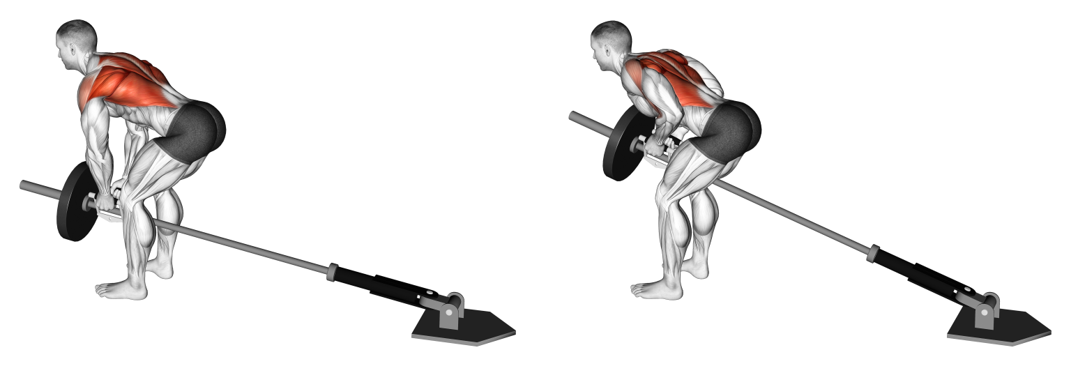 Curl row. T bar row. barbell bent over row. barbell row gif. tbar row how to fix a barbell.