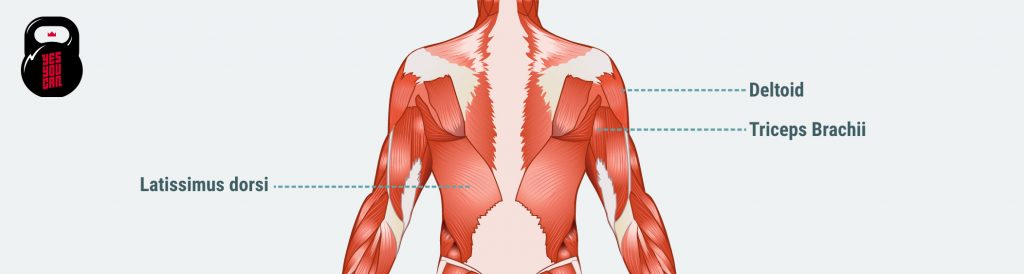 bench press muscles used
