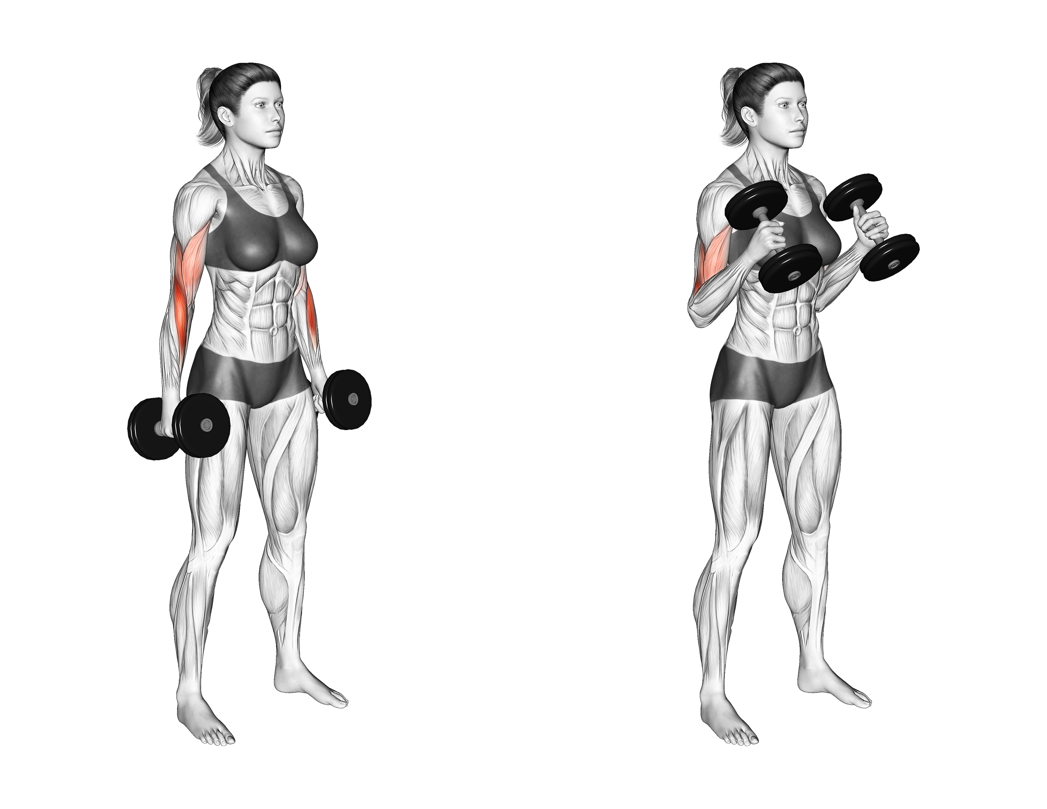 Hammer Curls vs Bicep Curls 7 Major Differences Explained Inspire US