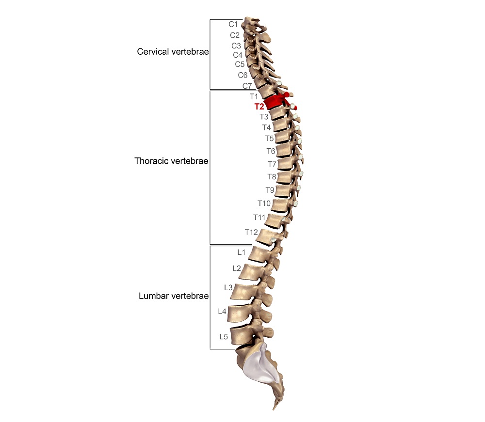 spine anatomy