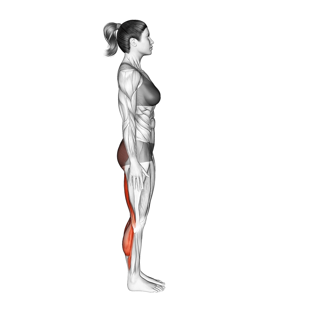 Biceps Femoris Exercises