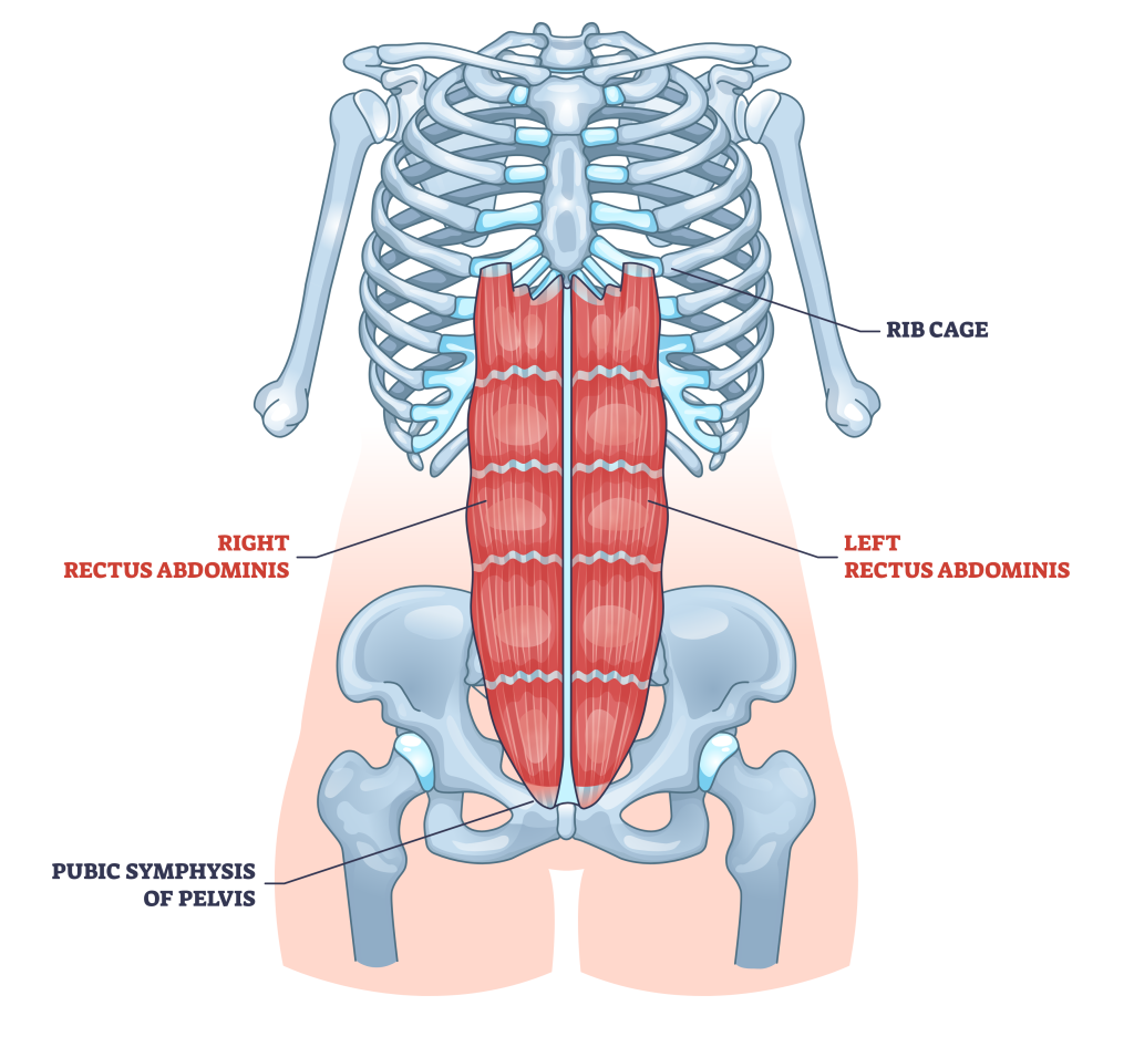 rectus abdominis muscles