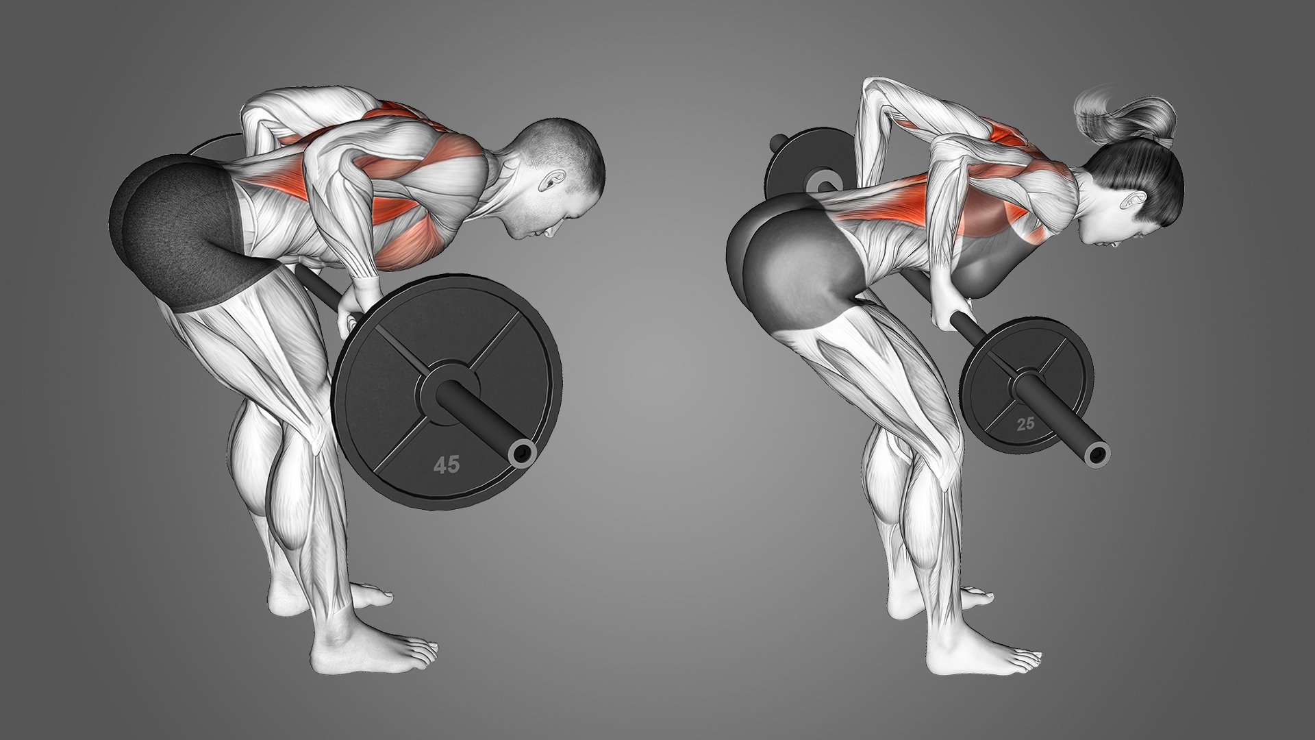 Yates Row vs Barbell Row Muscles, Mechanics, and More Inspire US