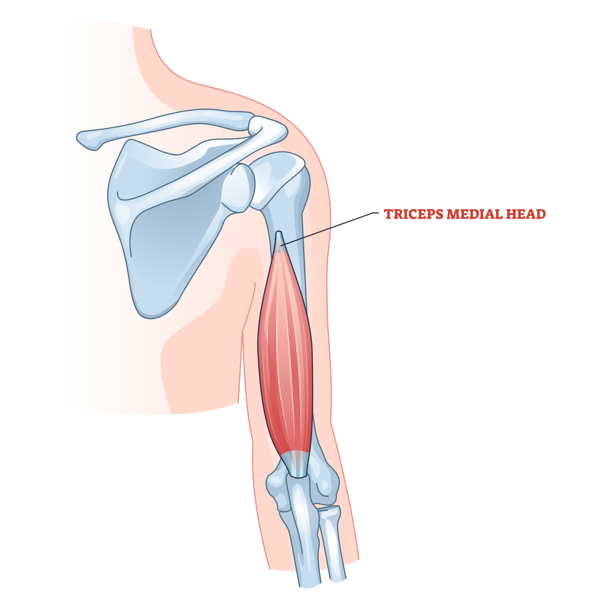 Medial Head Triceps Exercises 5 Best Options! Inspire US