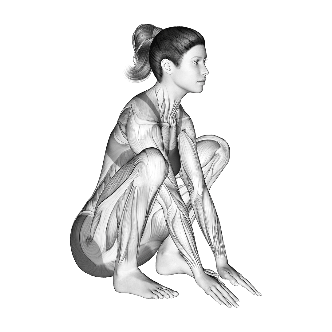 muscled used to asian squat