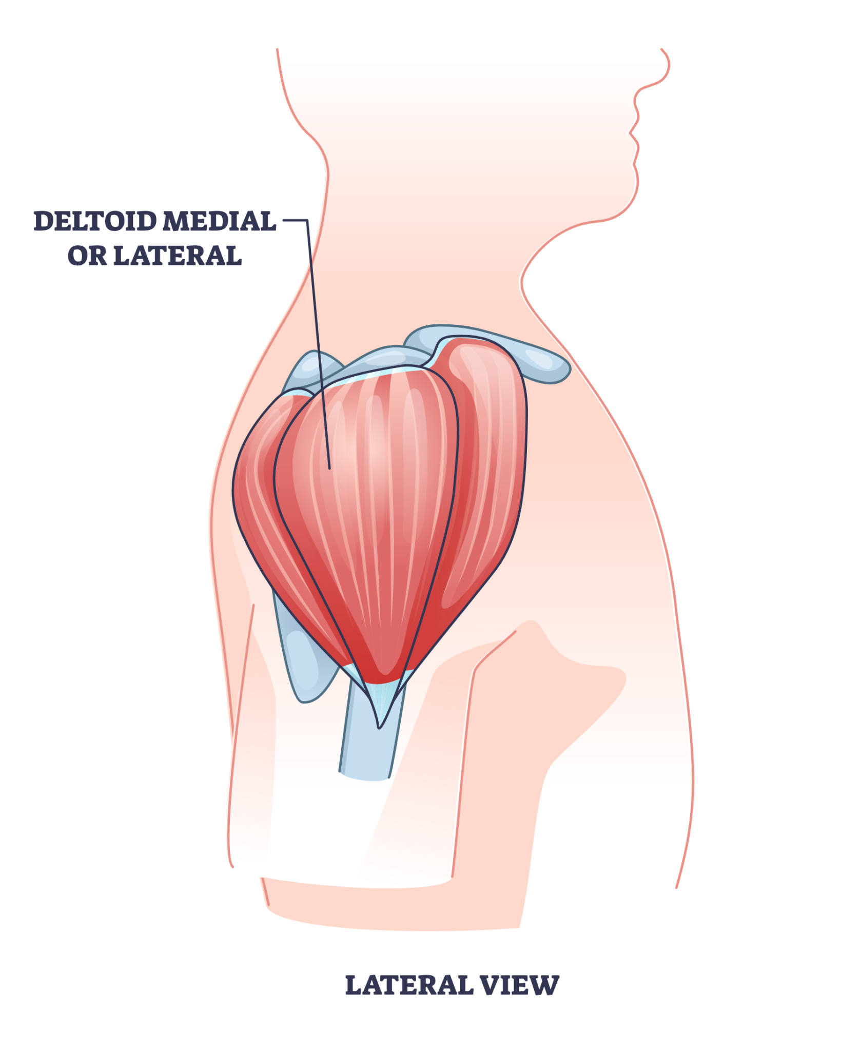 6 Best Lateral Deltoid Exercises for Huge Shoulders! Inspire US