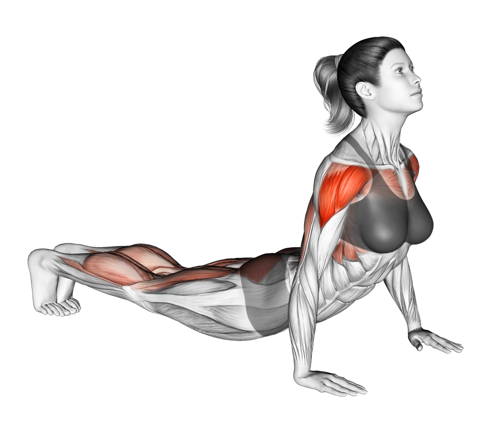 dive bomber push up end position